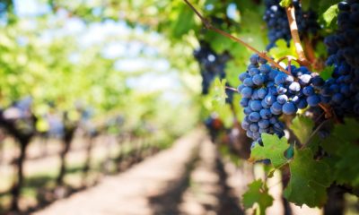 capter la température des pieds de vigne capter la température des pieds de vigne